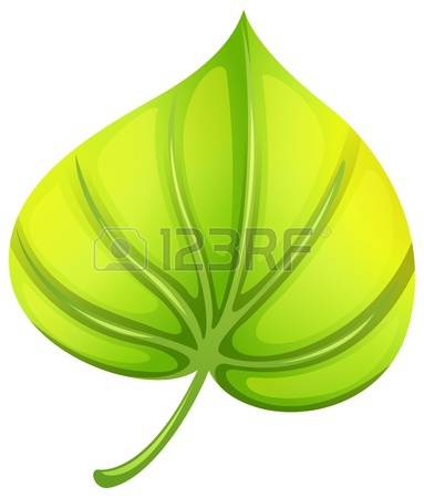 471 Petiole Stock Vector Illustration And Royalty Free Petiole Clipart.