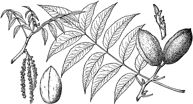 Pecan Tree Clipart.