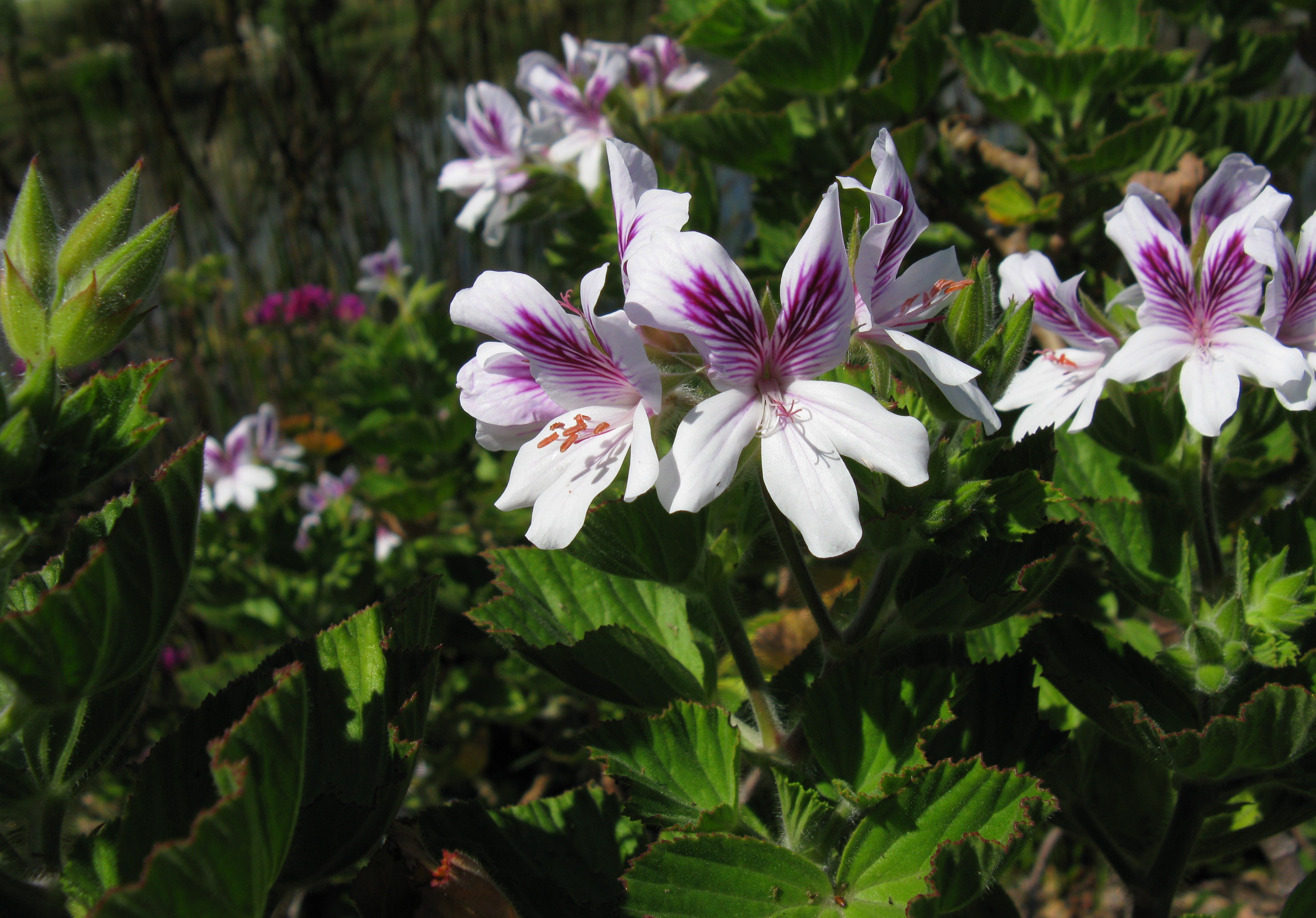 File:Geraniaceae Pelargonium cucullatum White.