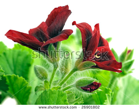 Hybrid Geranium Stock Images, Royalty.