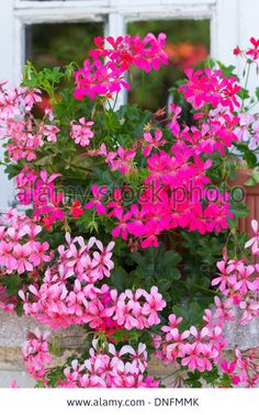 Summer Showers geraniums have a vigorous, upright habit so.