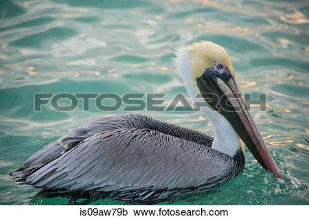 Stock Photography of Brown Pelican (Pelecanus Occidentalis.