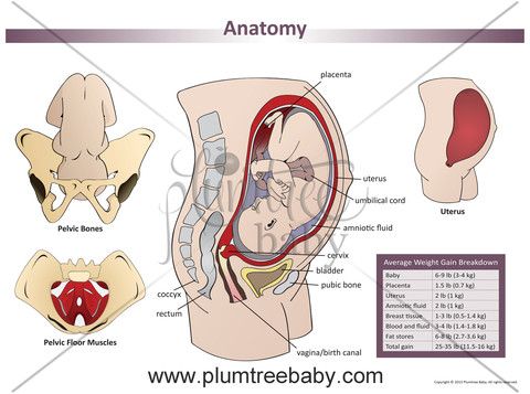 17 Best images about The pelvic floor on Pinterest.