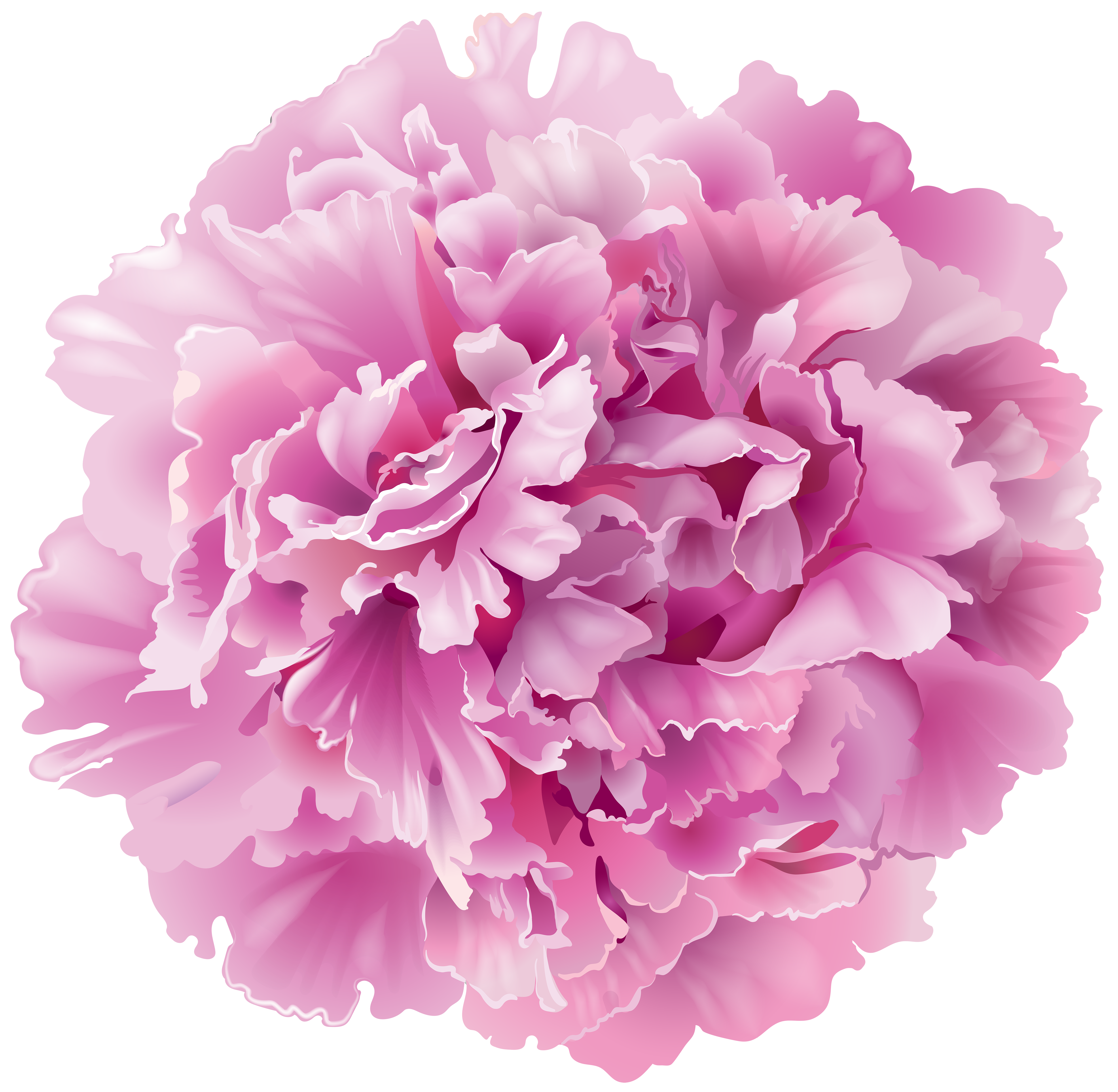 Peony Transparent PNG Clip Art Image.