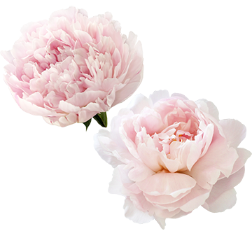 Peony Flowers PNG Images.