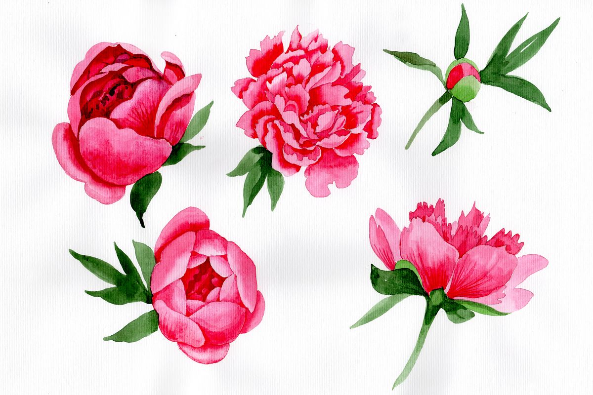 Tender wildflower pink peony PNG watercolor set.