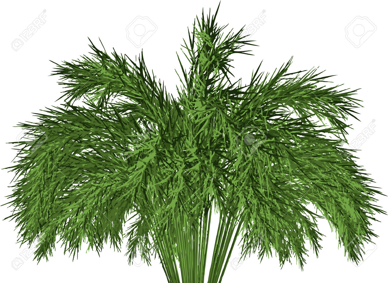 Giant Timber Bamboo: Phyllostachys Royalty Free Cliparts, Vectors.