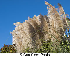 Phragmites Stock Illustration Images. 5 Phragmites illustrations.