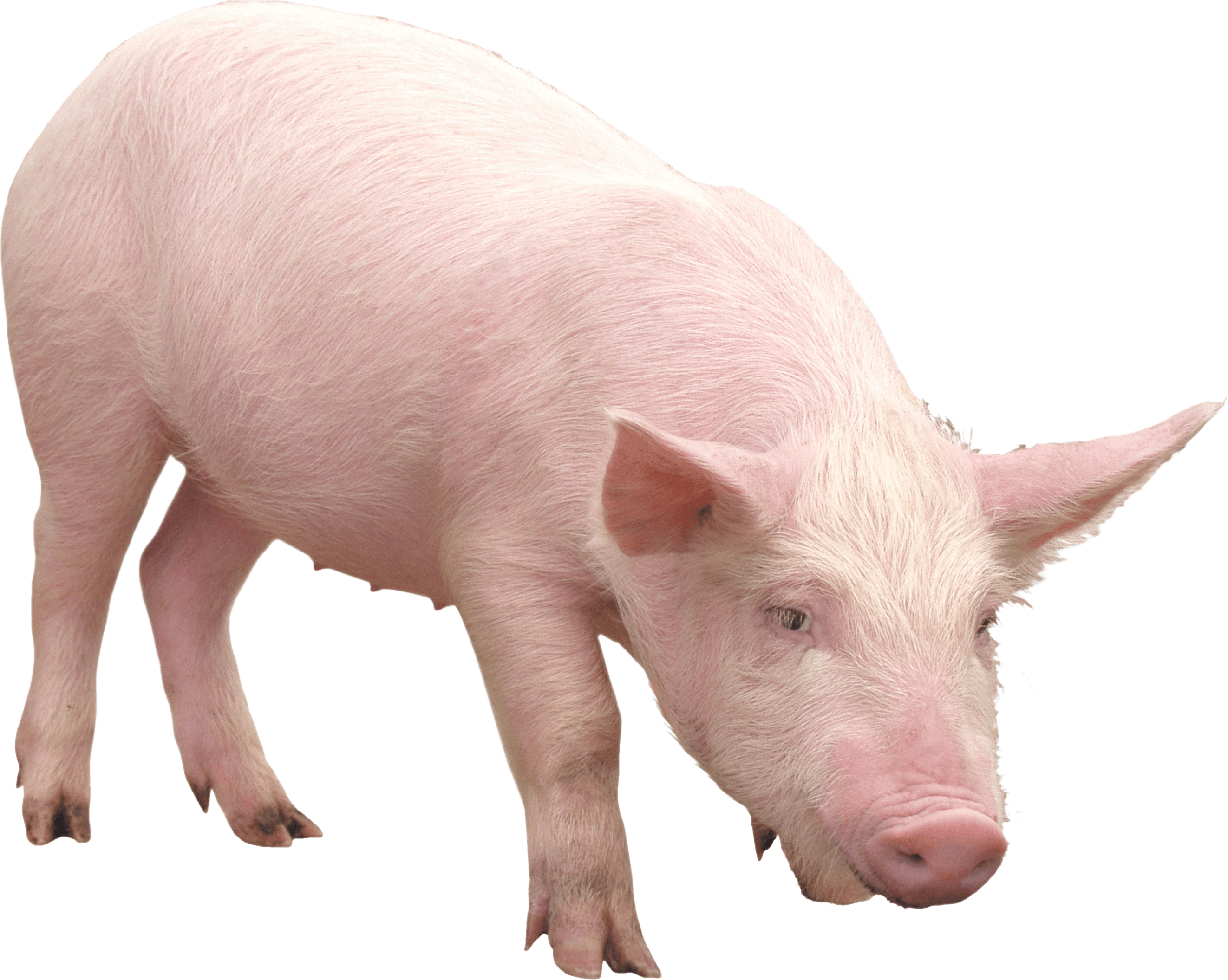 pink pig PNG Image.