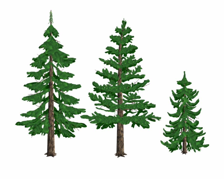 Transparent Background Pine Tree Clipart , Png Download.