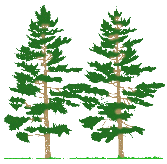 Free Pine Trees Cliparts, Download Free Clip Art, Free Clip.