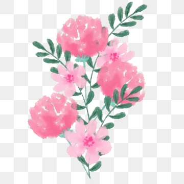 Pink Carnation Png, Vector, PSD, and Clipart With.