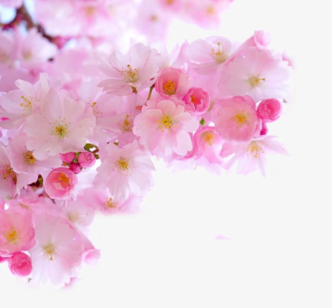 Pink Cherry Blossom Branches PNG, Clipart, Blossom Clipart.