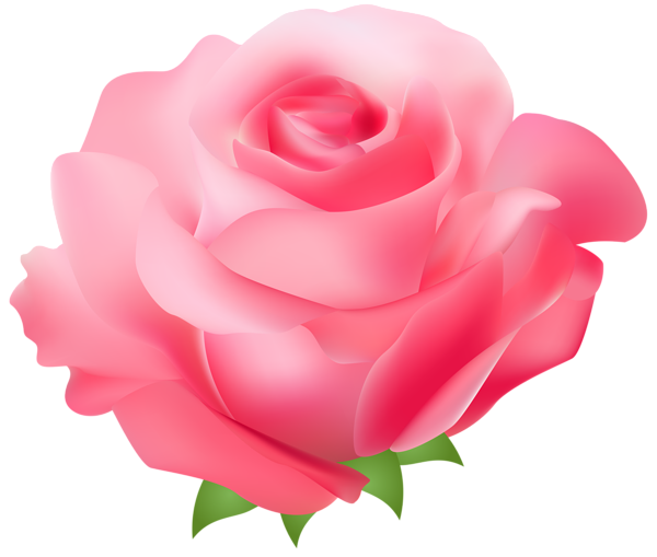 95+ Pink Rose Clip Art.