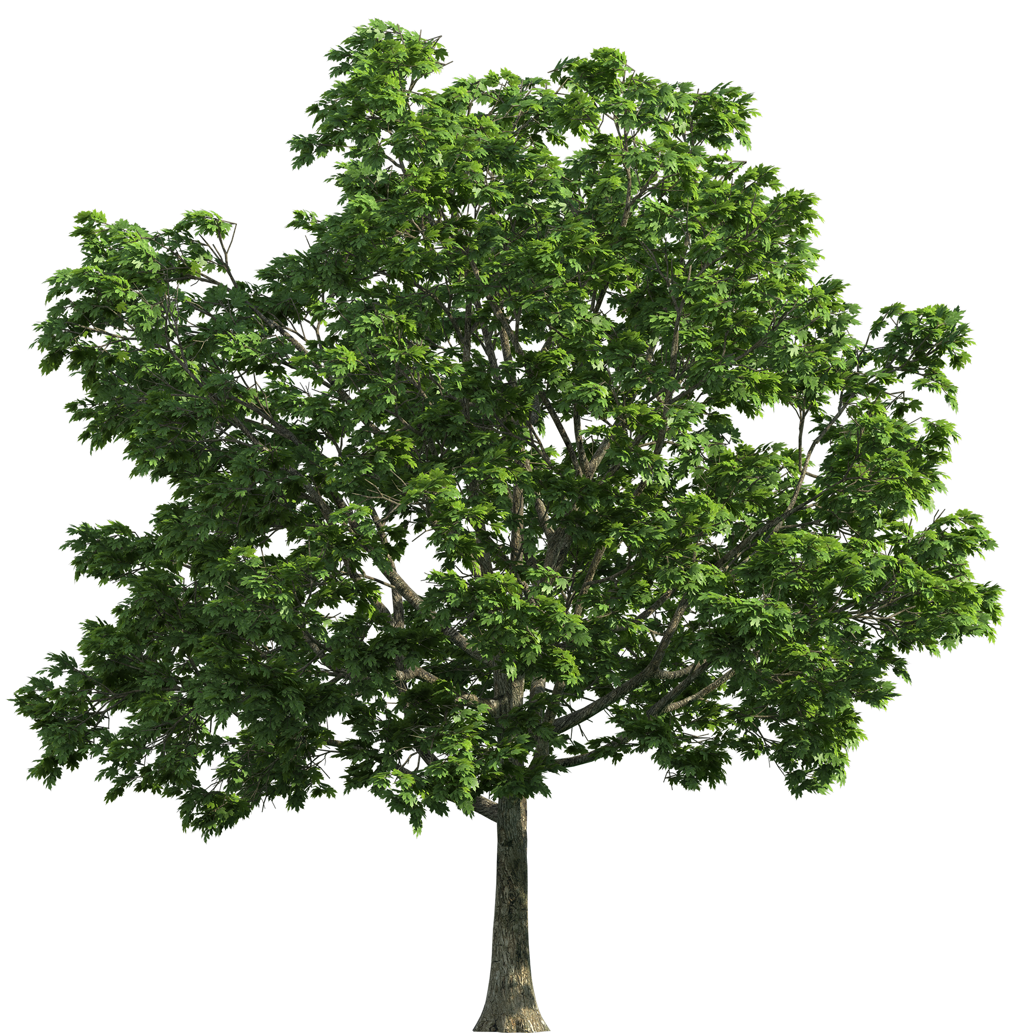 Tree Transparent PNG Clip Art.