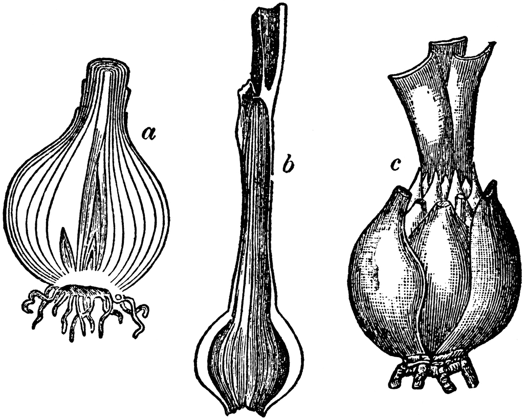 Plant Bulbs Clip Art.