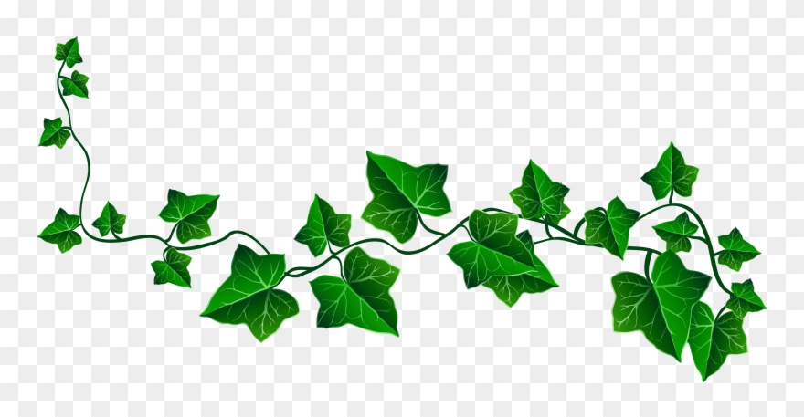 Vine Ivy Decoration Png Clipart Picture.