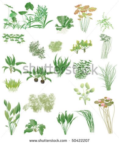 Aquatic Plant Clip Art.