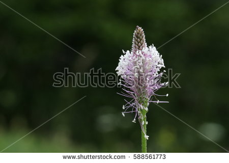 Plantago Stock Images, Royalty.