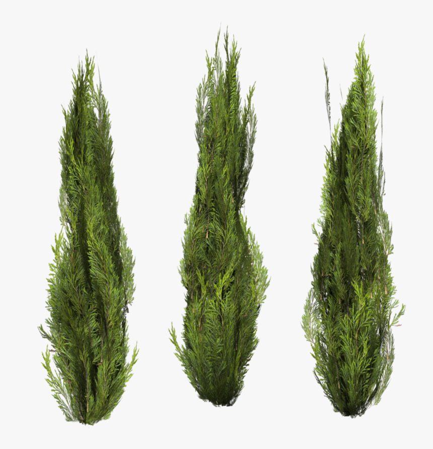 Tree Bush Png.