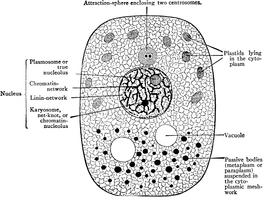 Cell, Diagram of.