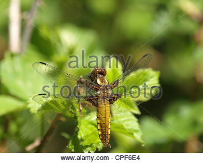 Brown And Yellow Insect Stock Photos & Brown And Yellow Insect.