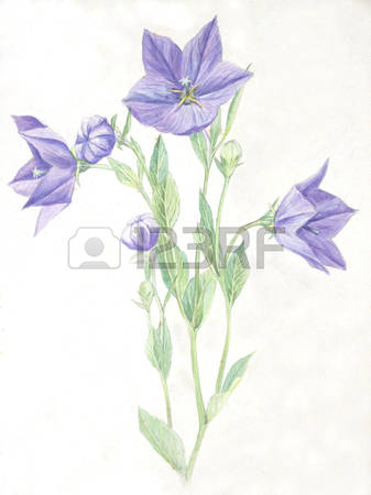 Chinese Bellflower Images & Stock Pictures. Royalty Free Chinese.