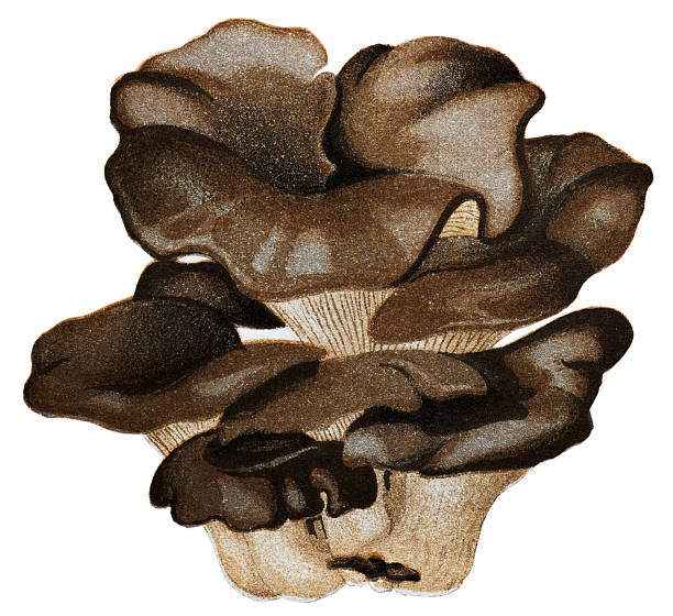 Oyster Mushroom Drawing Clip Art, Vector Images & Illustrations.