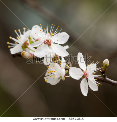 prunus Avium" Stock Photos, Royalty.