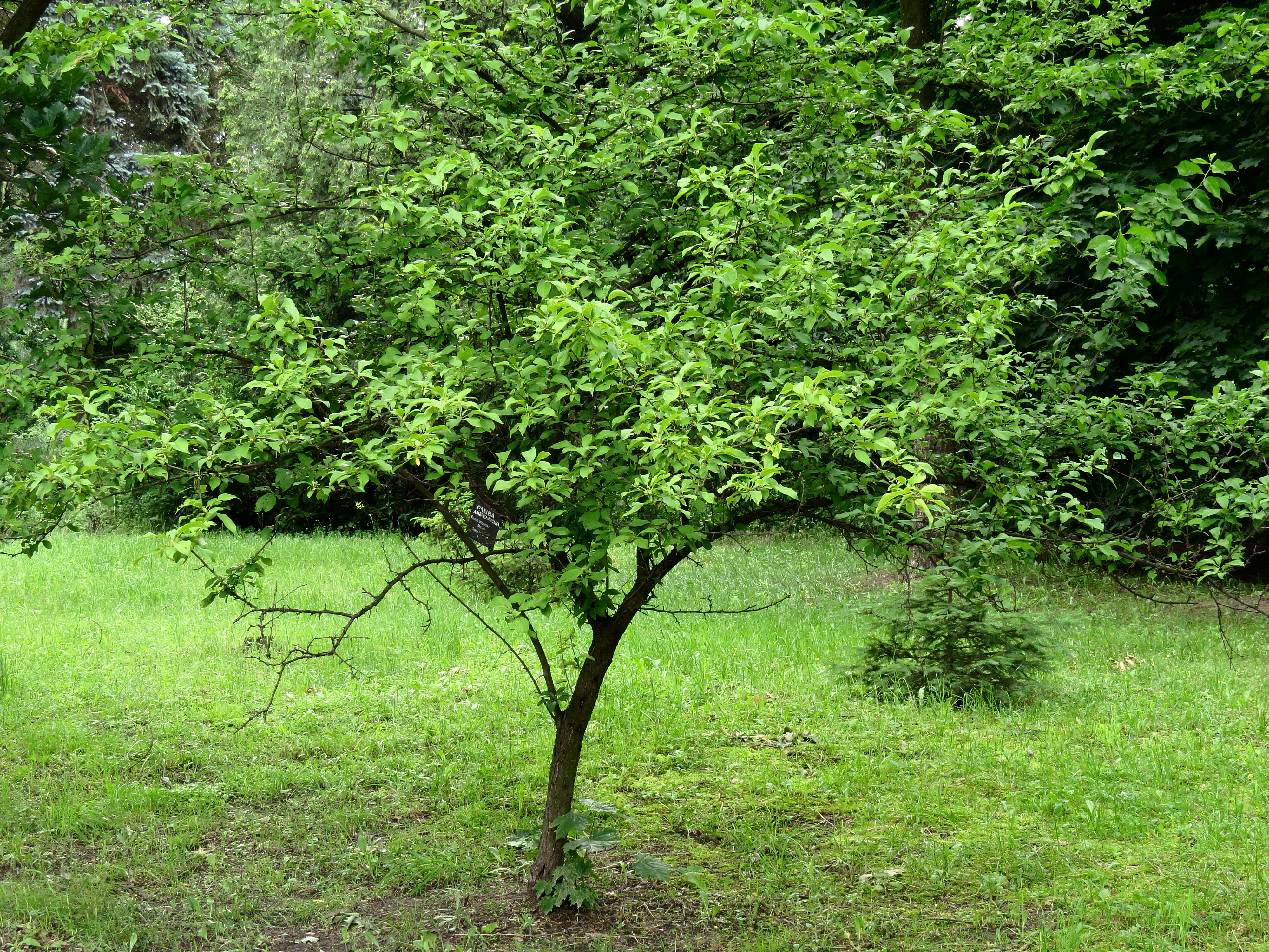 File:Prunus americana Syrets1.JPG.