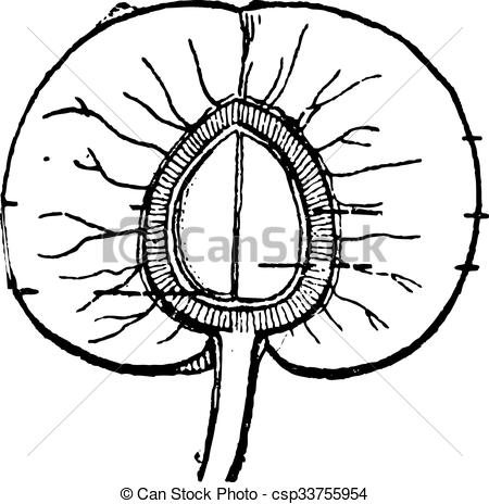 Clipart Vector of Apricot or Prunus armeniaca, vintage engraving.