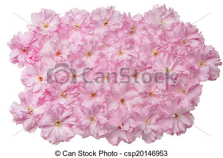 Stock Illustrations of Japanese Cherry (Prunus serrulata.