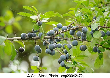 Picture of Blackthorn (Sloe or Prunus Spinosa) on Tree Branch.