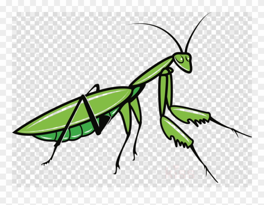 Praying Mantis Clipart Insect Clip Art.