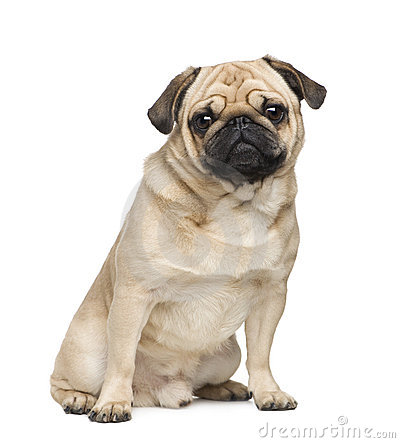 Pug Clipart.