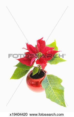 Stock Photography of Poinsettia (Euphorbia pulcherrima) x19404420.