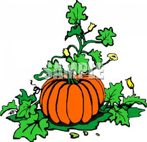 Pumpkin Vine Clipart.