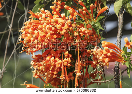 Pyrostegia Venusta Stock Images, Royalty.