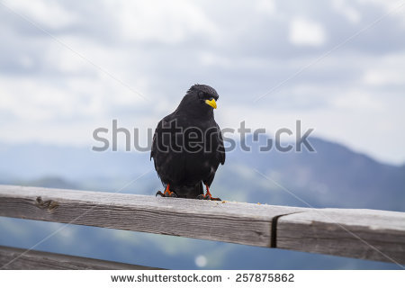 Pyrrhocorax Graculus Stock Photos, Images, & Pictures.