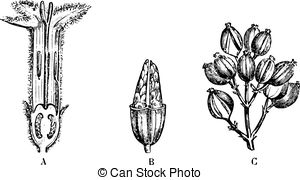 Quinine Vector Clip Art Illustrations. 20 Quinine clipart EPS.