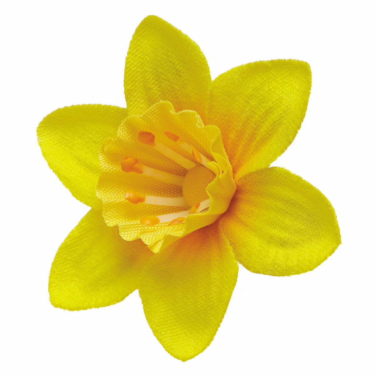 Daffodil.