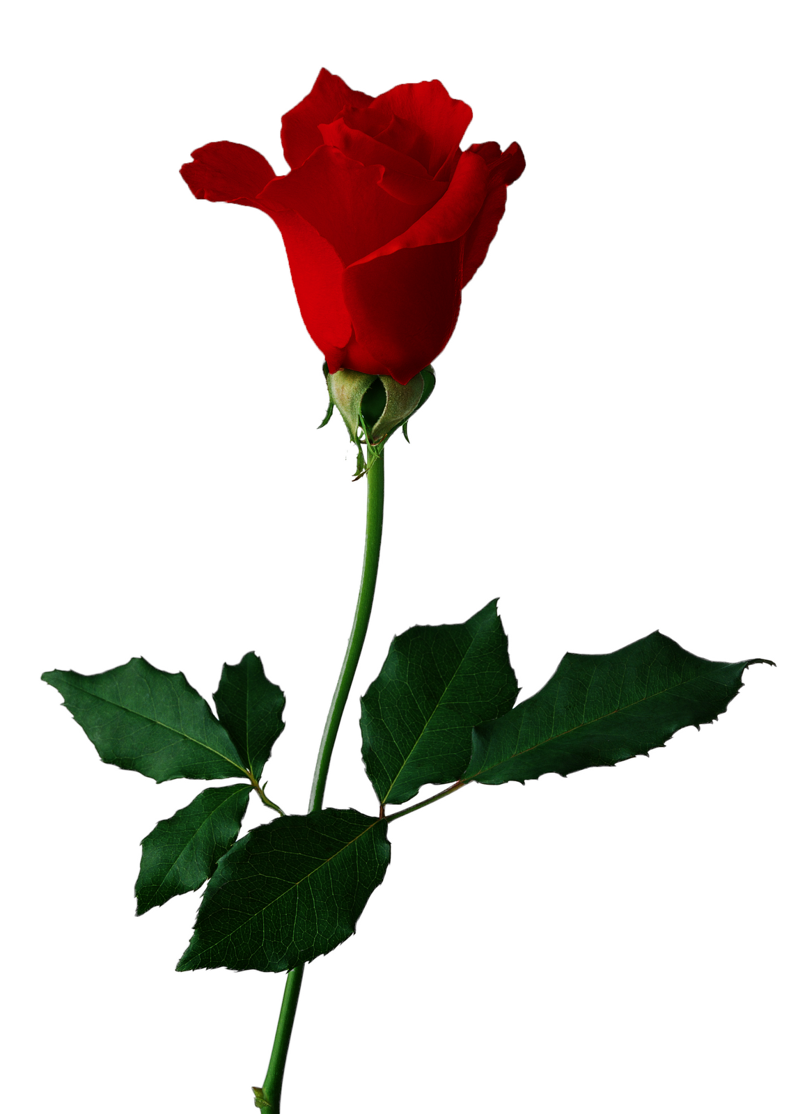 Free Rose Graphics, Download Free Clip Art, Free Clip Art on.