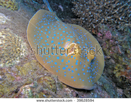 Underwater Red Rock Shrimp Stock Photo 39090526.