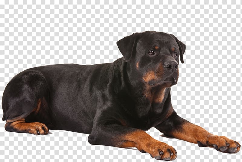 Mahogany rottweiler, Rottweiler German Shepherd French.