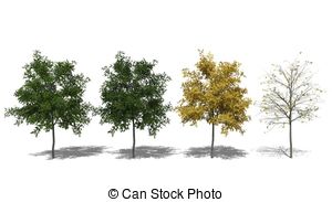 Robinia Illustrations and Stock Art. 21 Robinia illustration and.