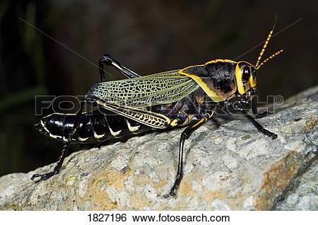 Stock Images of A lubber grasshopper (Romaleidae) 1827196.