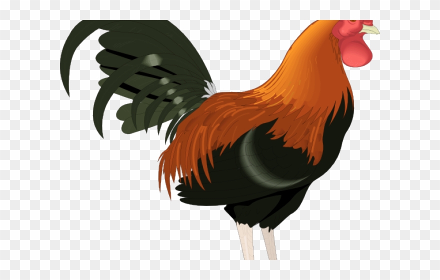 Realistic Clipart Chicken.