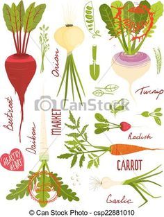 Root crops clipart 8 » Clipart Portal.