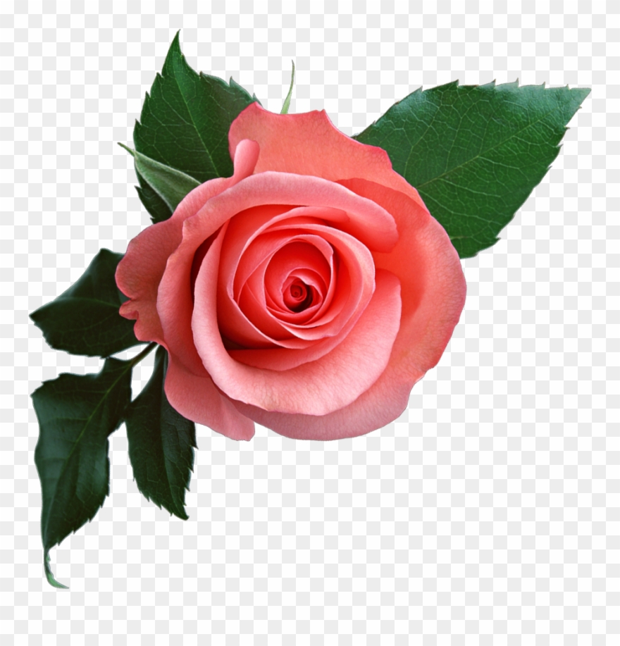 Pink Rose Png Flower Clipart.