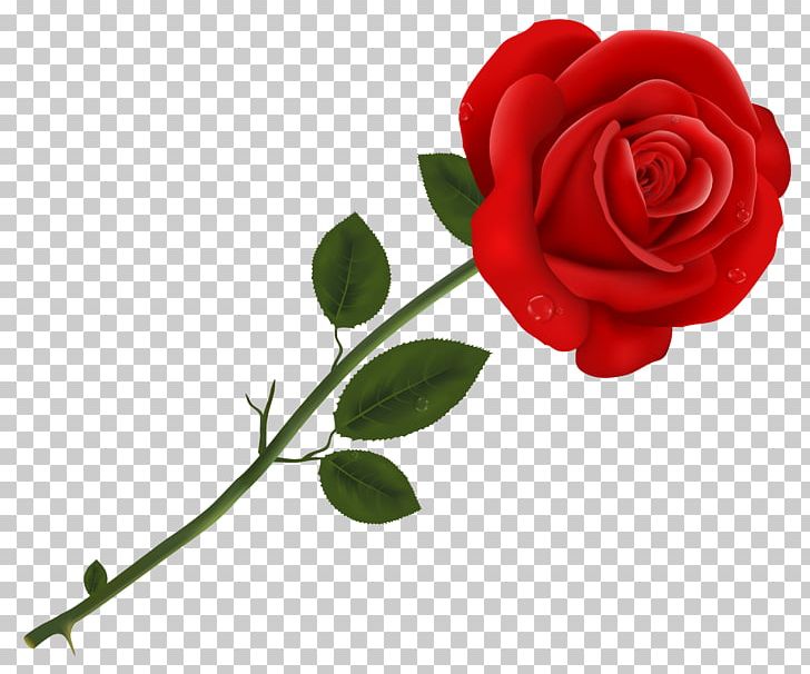 Lancaster Tea Red Rose Pizzeria Red Roses PNG, Clipart.